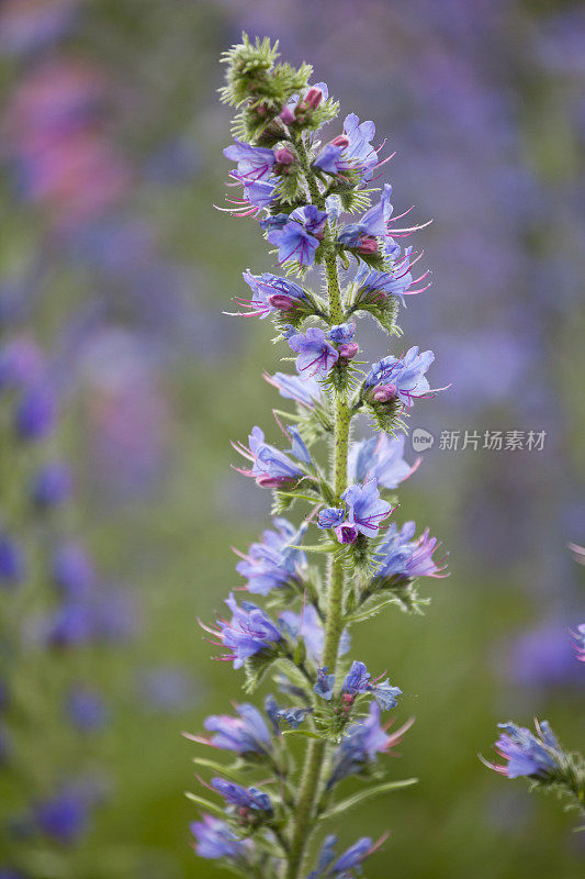 Echium vulgare(毒蛇的嗡嗡声)